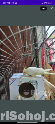 Cockatail lutino bird